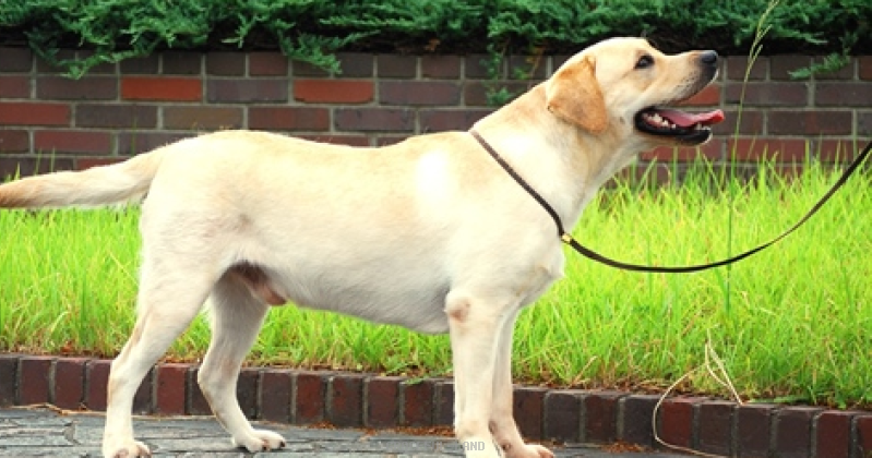 英国輸入ラブラドールお譲りします♪ 英国輸入ラブラドールお譲りします♪